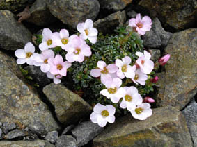 Saxifraga x irvingii 'Jenkinsiae'